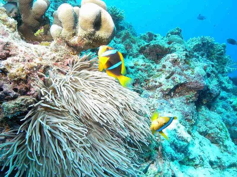 anemone fish