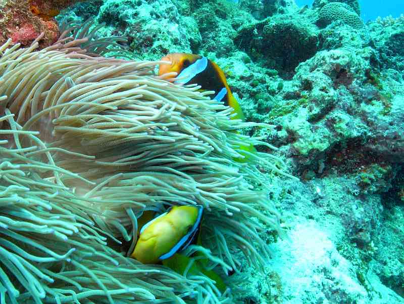 anemone fish