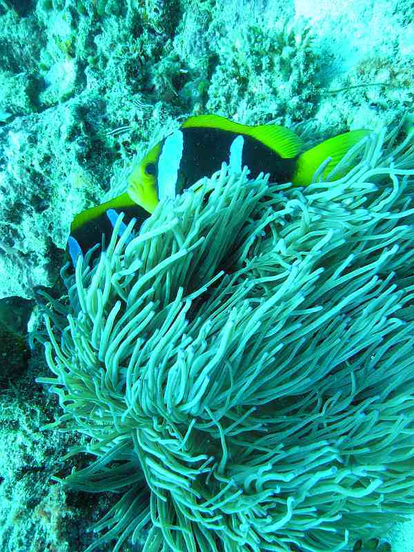 anemone fish