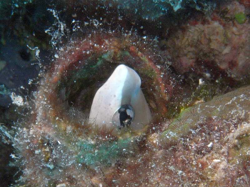 blenny