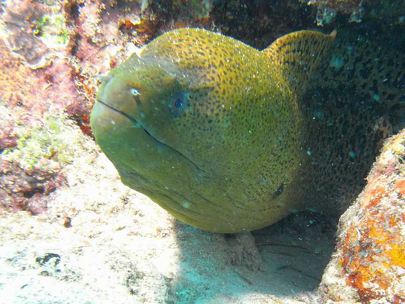 moray