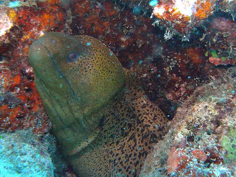 moray