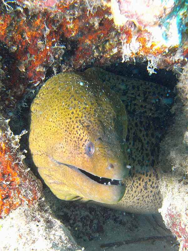 moray