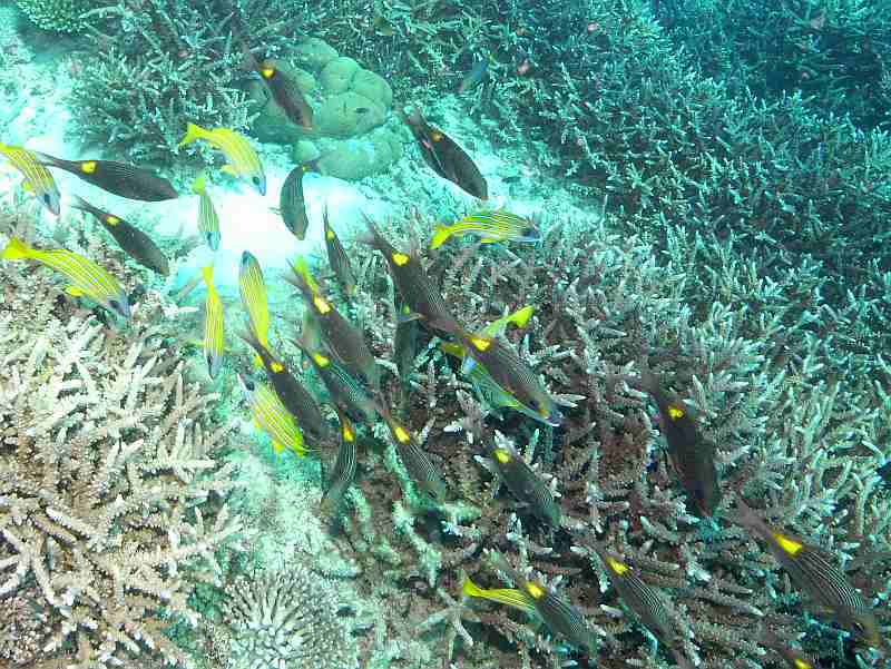 coral and fish