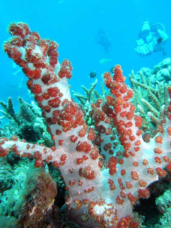 soft coral