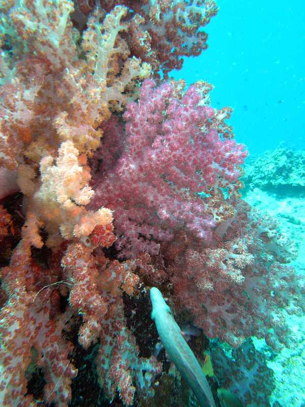 soft coral