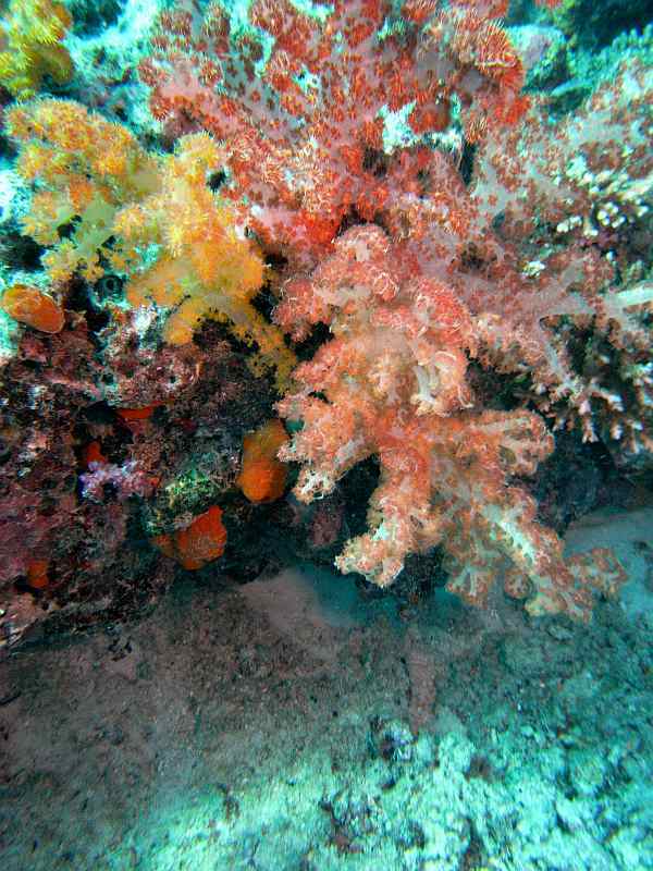 soft coral