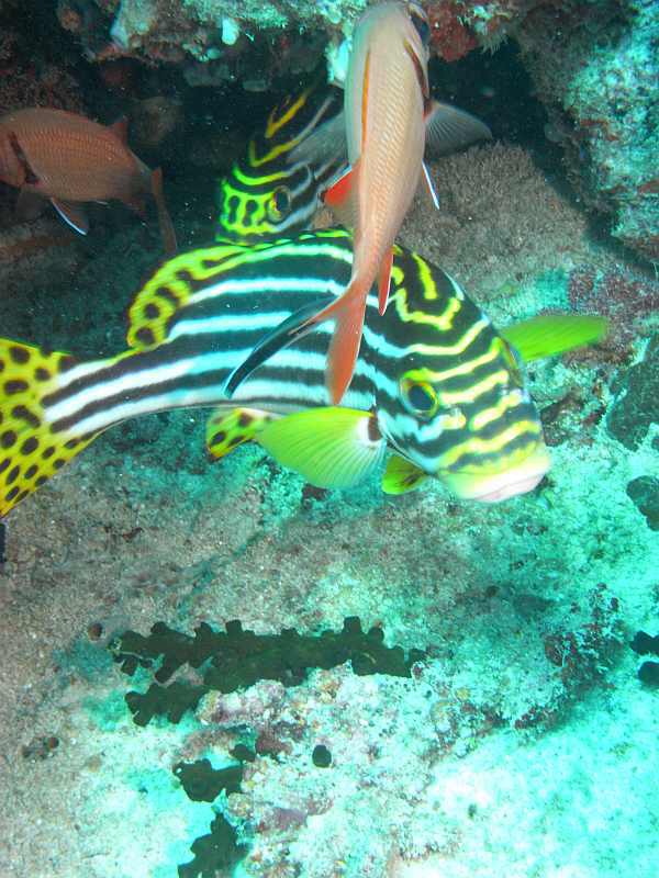 fish