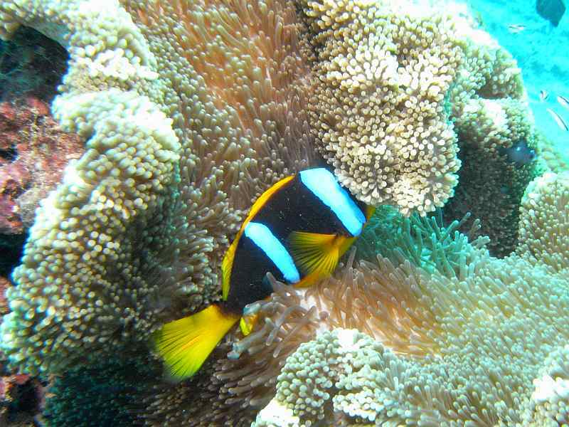 anemone fish