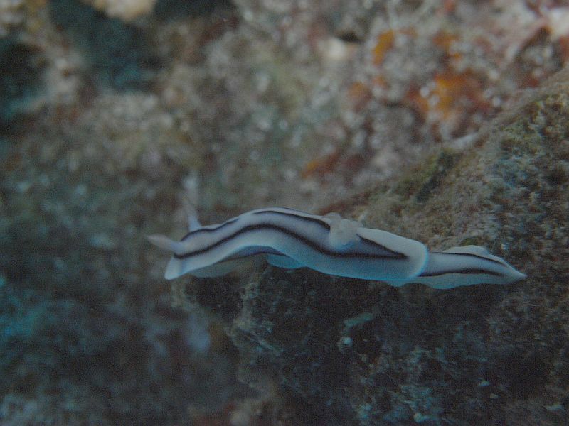 nudibranch