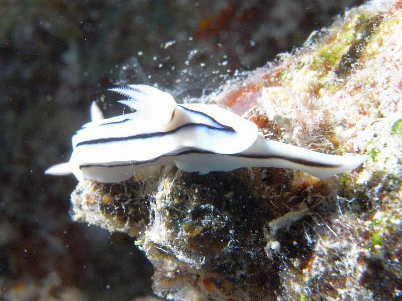 nudibranch