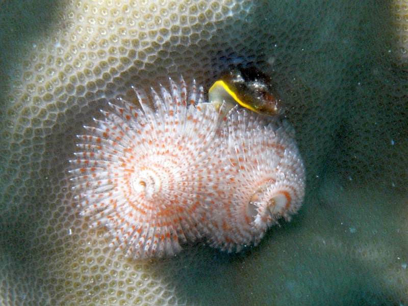 christmas tree worm