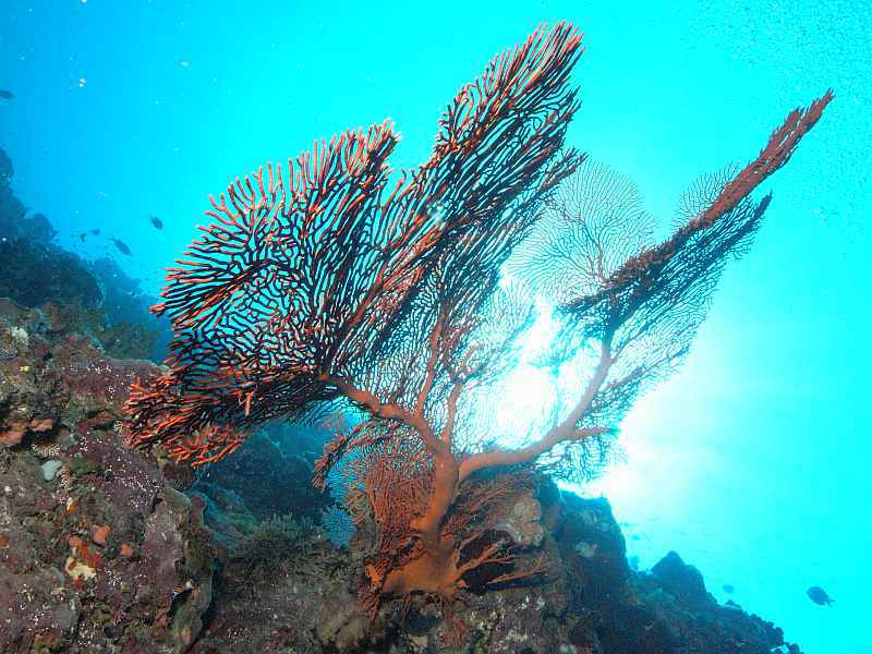 sea fan