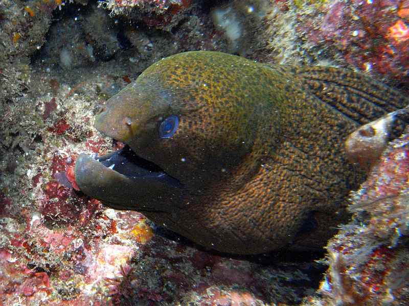 moray