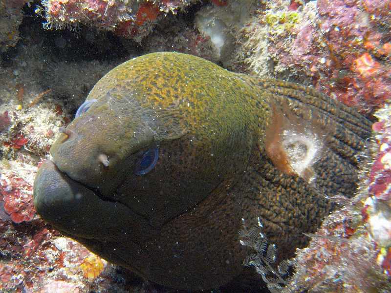 moray