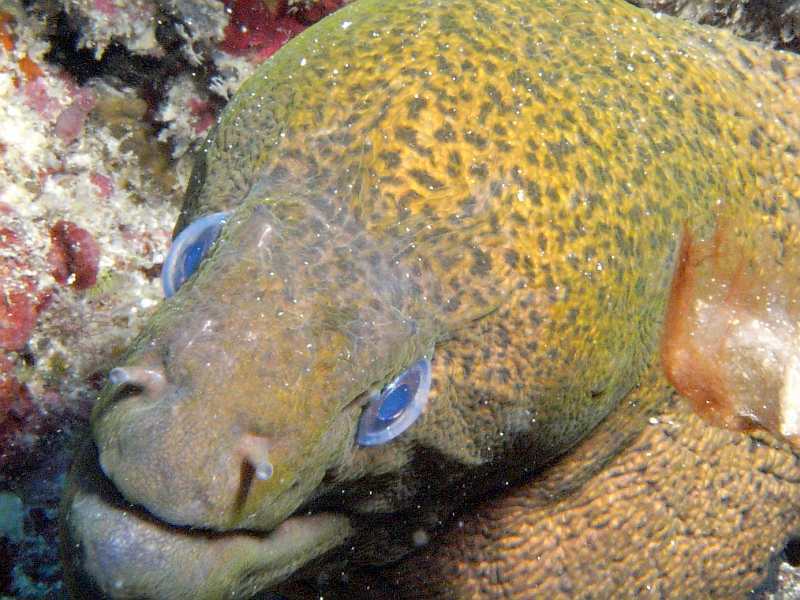 moray