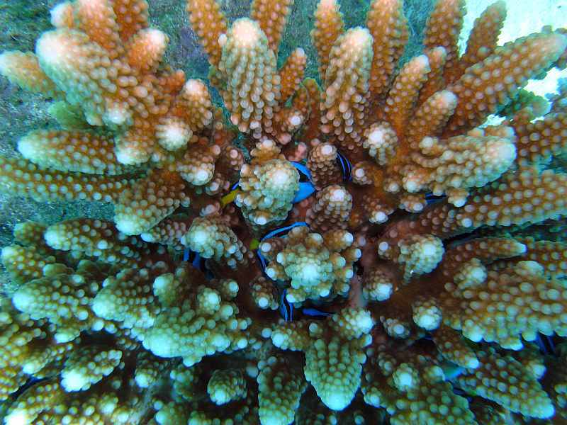 blue tangs in coral