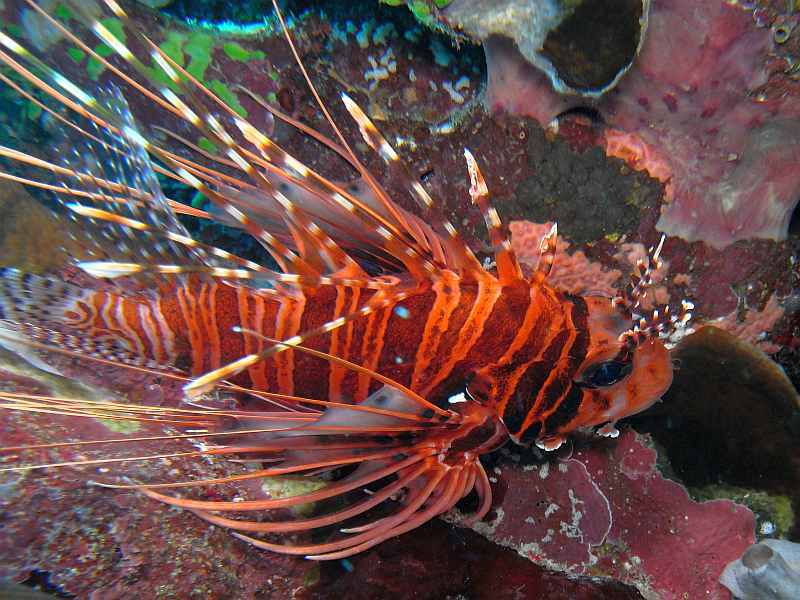 lion fish