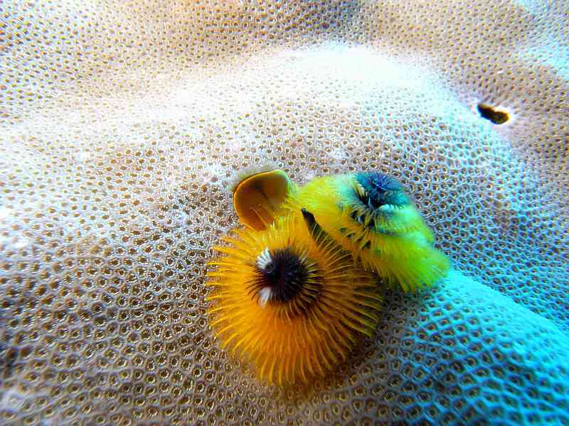 christmas tree worm