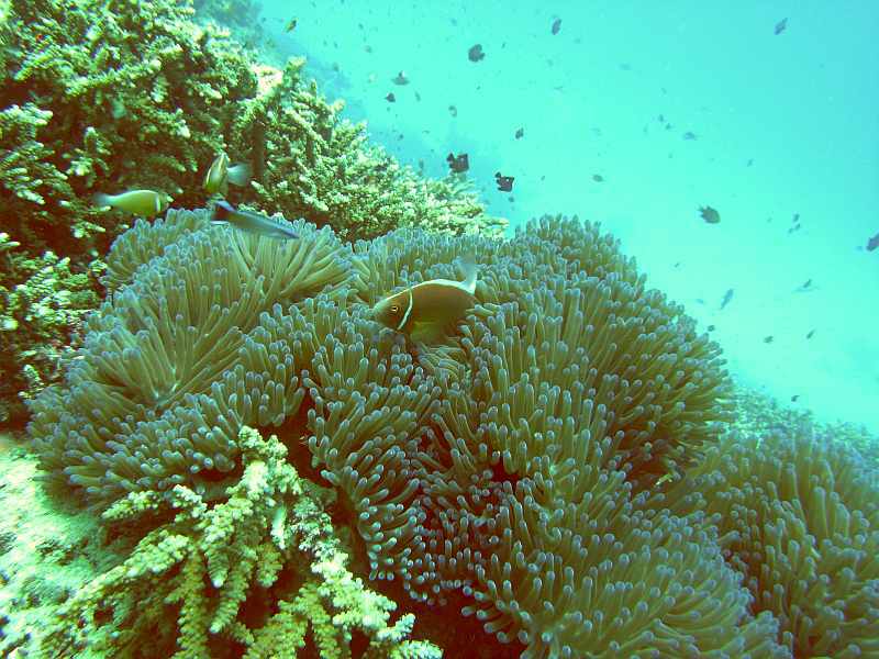 anemone fish