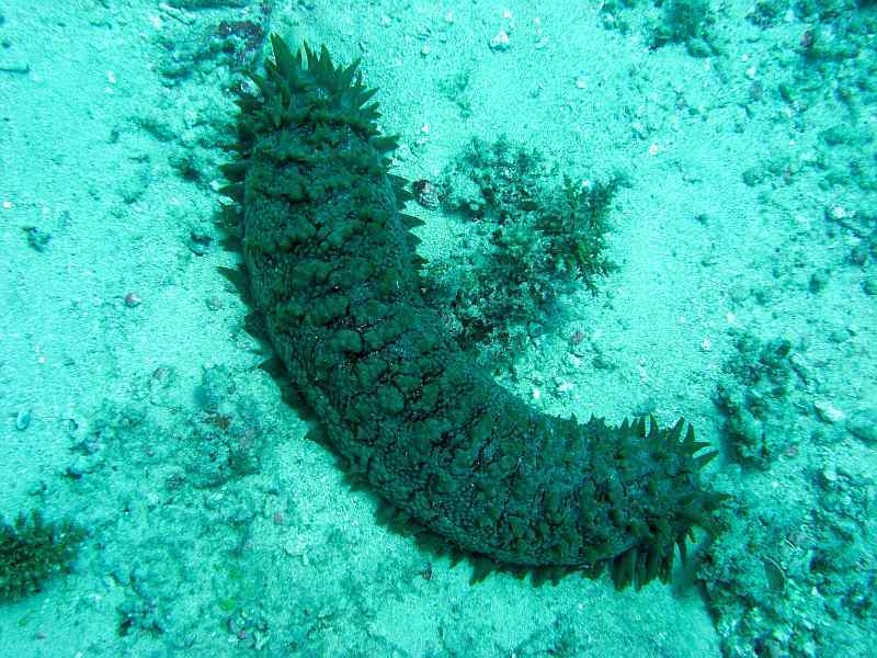 sea cucumber