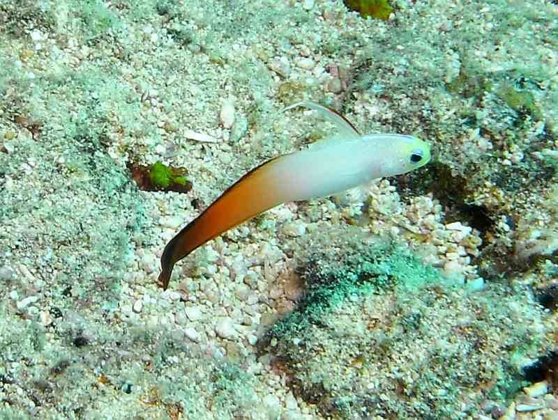 goby