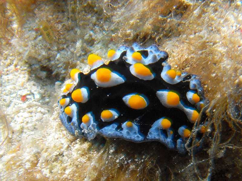 nudibranch