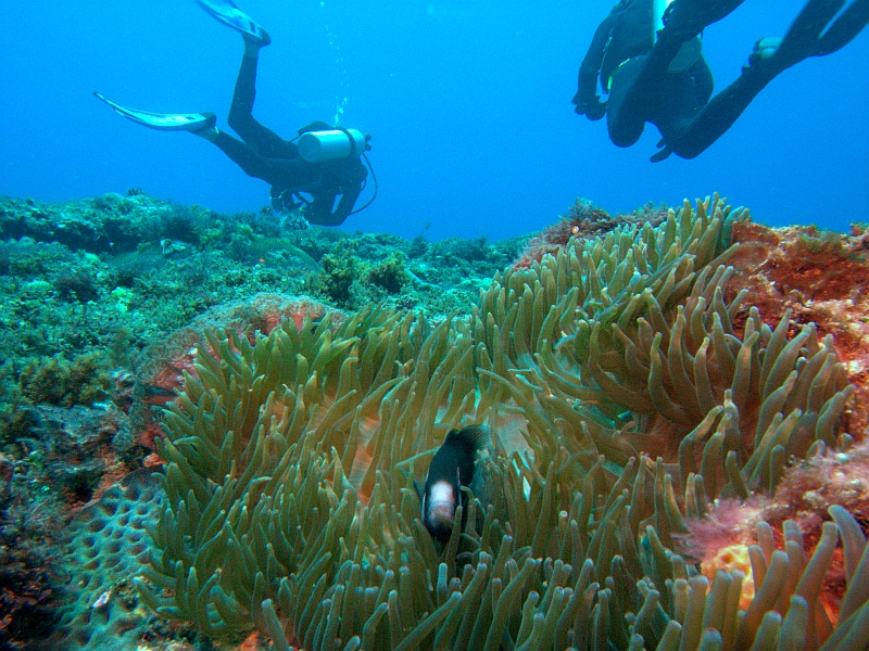 lord howe underwater scene